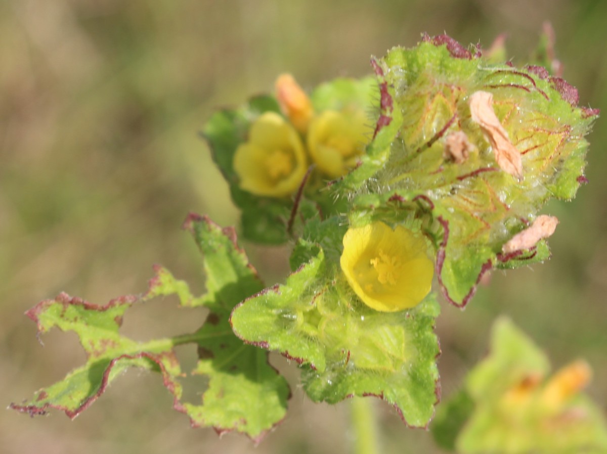 Malachra capitata (L.) L.